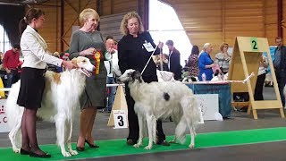 РУССКАЯ БОРЗАЯ. Выставка собак Победитель Риги ♦ BARZAIA. ZooExpo 2017. FCI CACIB Dog Show РУССКАЯ БОРЗАЯ. Выставка собак Победитель Риги ♦ BARZAIA. ZooExpo 2017. FCI CACIB Dog Show