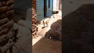 गली में कुत्ता भौंक रहा है #street dog barking#viral#shorts
