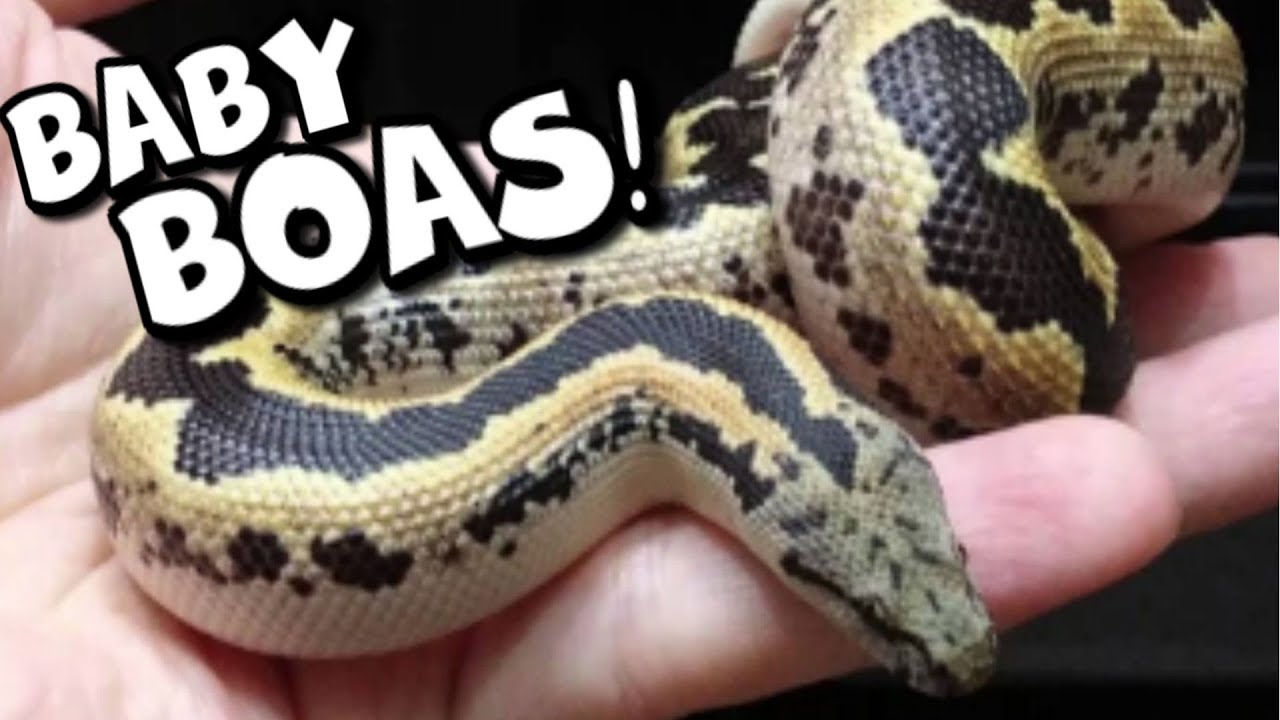 vlogs in spanish LIVE BABY SAND BOA SNAKES JUST BORN!!!!! | BRIAN BARCZYK