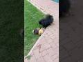 DecoDog Poltava #dogkennels  #померанскийшпиц #собаки #питомниксобак #pets  #puppy #spitz #шпиц