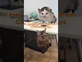 POV : quand tu vas voir la directrice #chat #cat #catmeme #humour #pov #funny #memes #drole