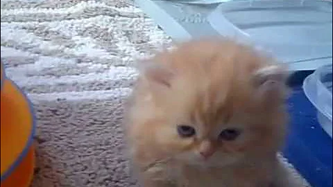 Video 6780101: playful himalayan persian kittens, persian male, purr