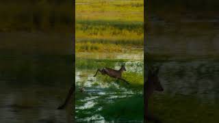 Grace in the wild - waltzing deer #classicalmusic #nature