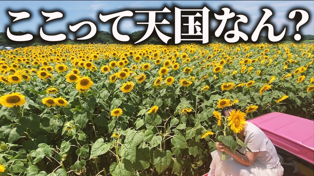 【南知多】360度ひまわりに囲まれる絶景！観光農園花ひろばのひまわり畑が癒しすぎた