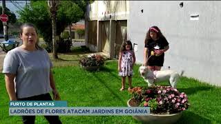 FURTO DE PLANTAS LADRÕES DE FLORES ATACAM JARDINS EM GOIÂNIA FURTO DE PLANTAS LADRÕES DE FLORES ATACAM JARDINS EM GOIÂNIA