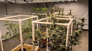 Indoor Medical Cannabis Garden in Buildasoil 3.0 under Fluence Spydrx