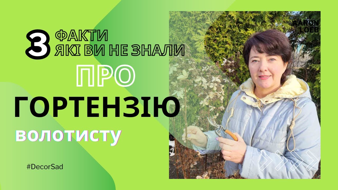 Три факти про гортензію волотисту, які ви не знали! - YouTube