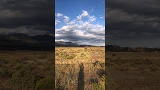 Recording the cows in the field.