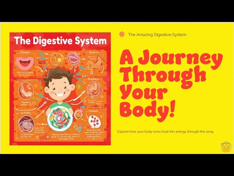 Digestive System Song A Journey Through Your Body