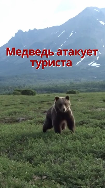 Внимание! Медведь! - YouTube