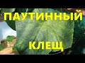 Клещ.Паутинный Клещ.Огород Баварский.