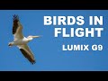 Lumix G9 Birds in Flight – 100-300mm II lens