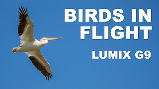 Lumix G9 Birds in Flight – 100-300mm II lens