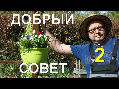 Томат.Помидор.Рассада.