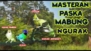 MASTERAN PASCA MABUNG, NGURAK ATAU DOKOR UNTUK PARA BOSSQU..!!!