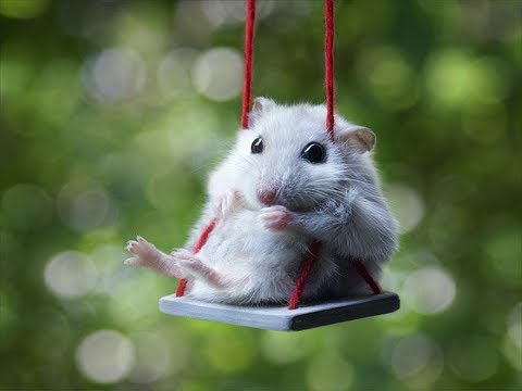 Video: Îngrijirea Hamsterului 101: Cum Să Ai Grijă De Hamsterul Tău