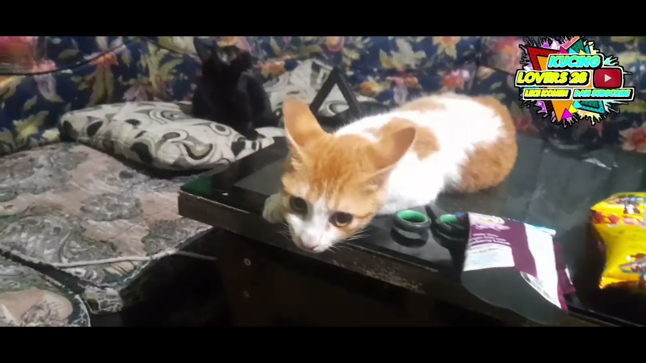 THIS CAT IS REALLY CUTE #cat #kucing #masukberanda 