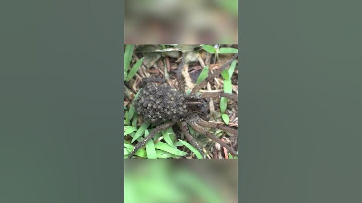The mother spider carries a hundred more spiders. wolf spiders