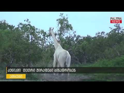 კენიაში თეთრი ჟირაფები ბინადრობენ