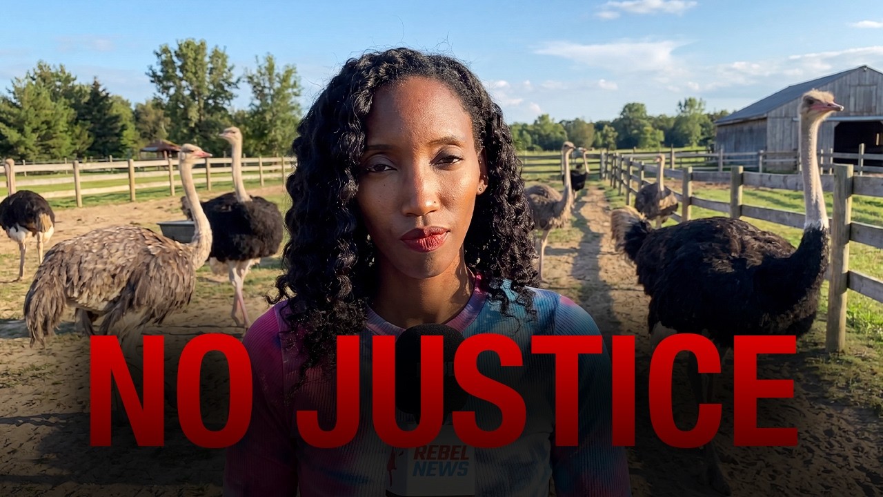 They won’t leave the ostrich farm alone