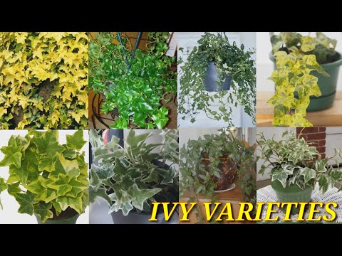 Video: Ivy Budra (plant) - Properties And Application Of Ivy Budra, Honey Budra, Variegated Budra