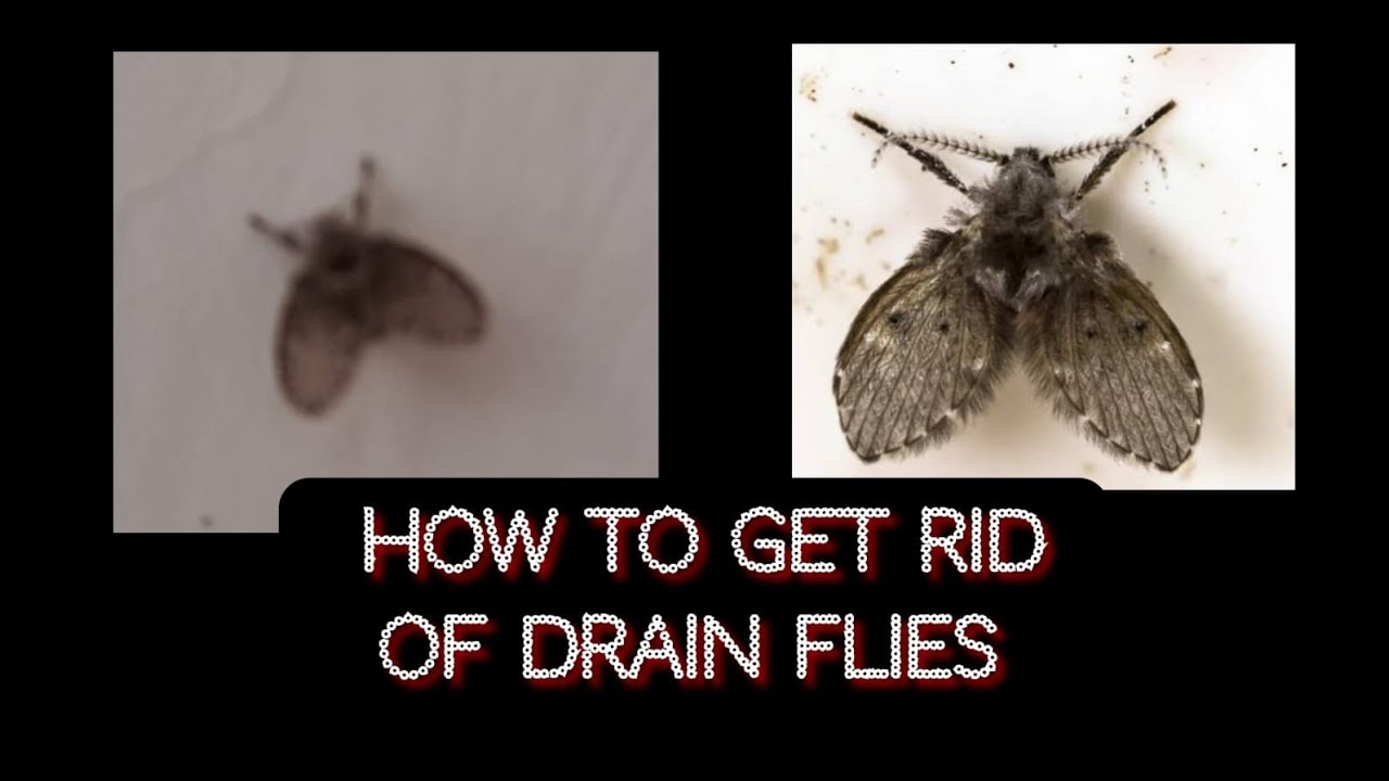 How to get rid of drain flies / drain fly / sink flies YouTube