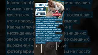 😂 ПРИРОДА УМЕЕТ ШУТИТЬ #новости #забавныеживотные #фотоконкурс #дикаяприрода