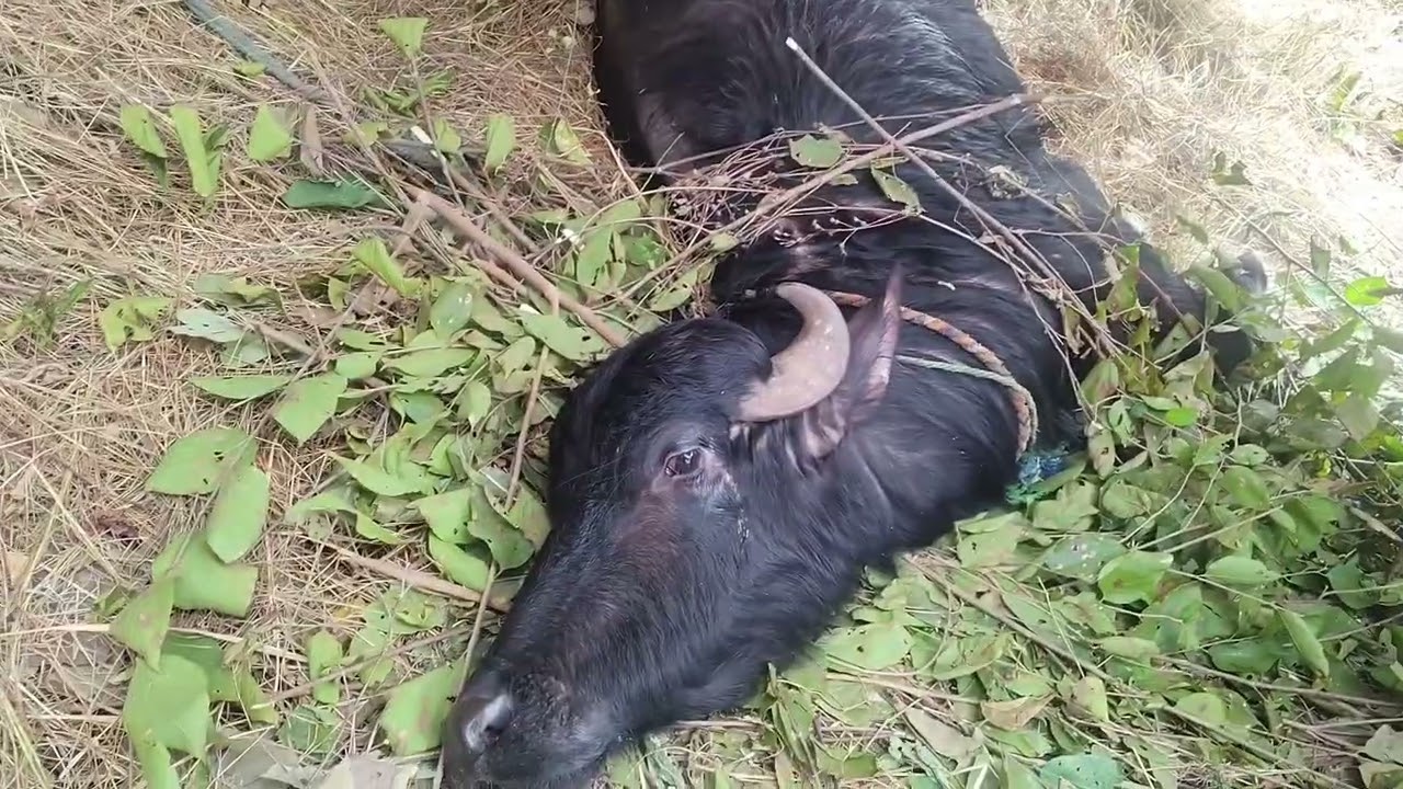 आज मैंने अपने घर की बहुत दुख की वीडियो बनाई