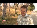 Wie sich ein Wald nach dem Brand erholt | ZIB 2 vom 10.08.2026