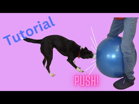 How to Teach 'Treibball'  'Push Ball' Urban Herding: A Great Yoga Ball Game for Energetic Dogs!