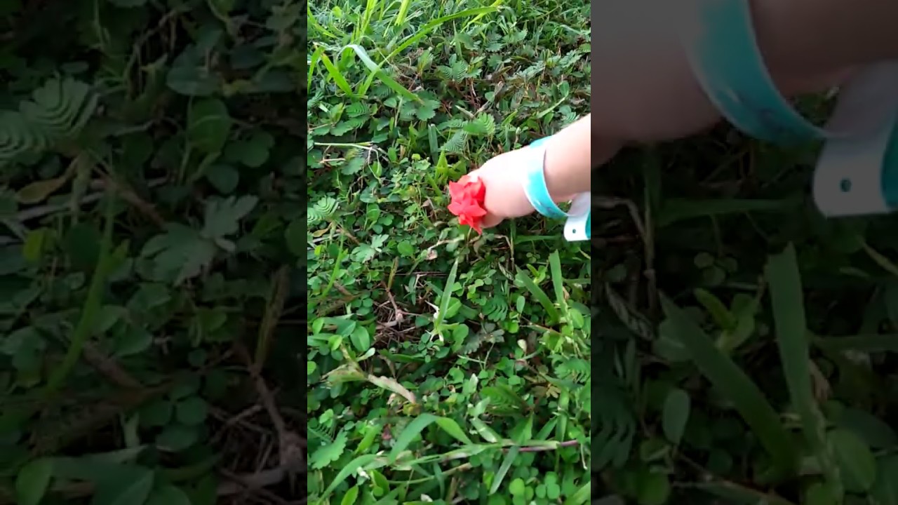 Plante qui se ferme quand ont