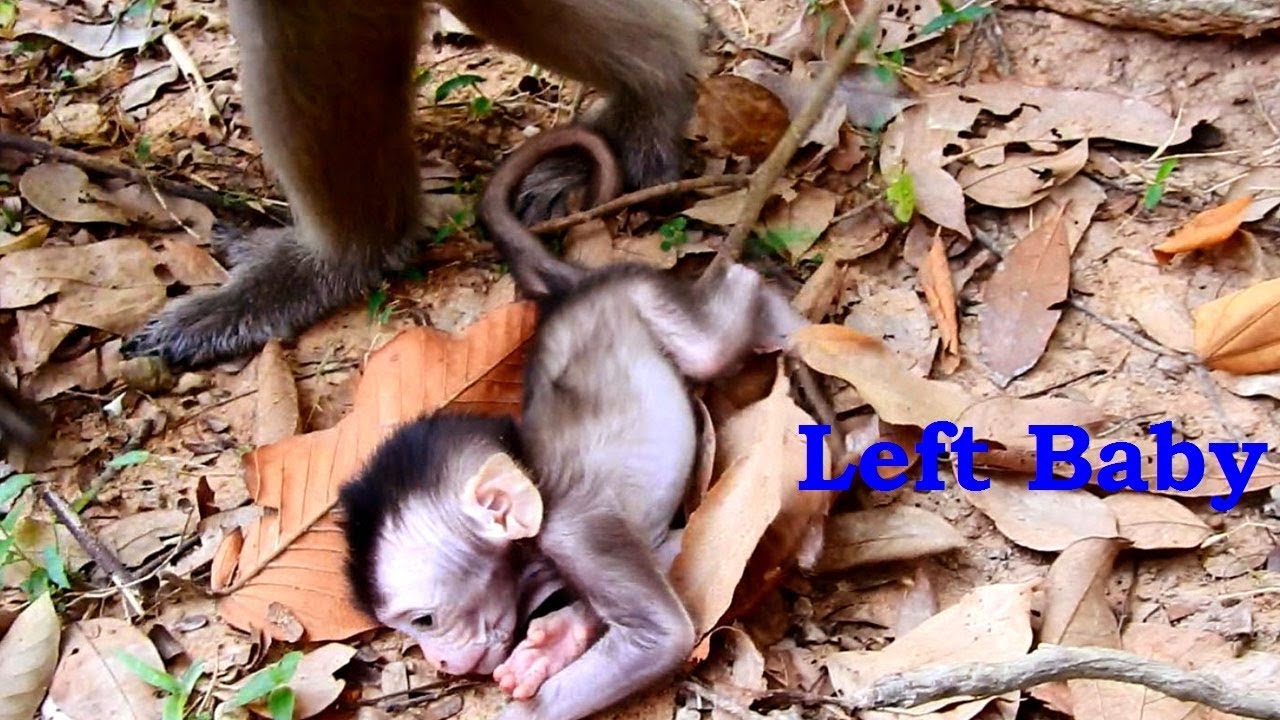 why him Help Me Mummy Why Mom Left Me Alone, So Pity Tino Follow Up Mom Hard