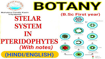 Stelar system in Pteridophytes || Stelar System and it