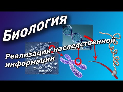 Реализация наследственной информации