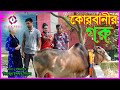 ঈদ স্পেসাল "কুরবানীর গরু"।Eid Spesal"KurbanirGoru"।বাস্তব গল্প। 2020।