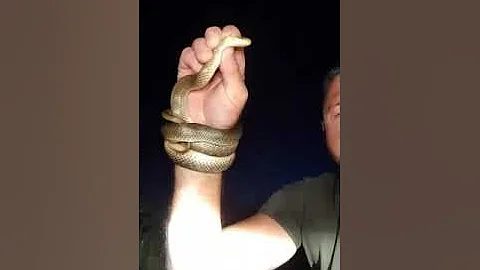 I riu nga Deçani, lufton me gjarpër