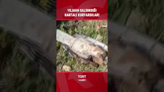 Yılan Kartala Saldırdı Panik Anları Kamerada