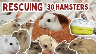 HUGE RESCUE | The Rescue of 30 Hamsters