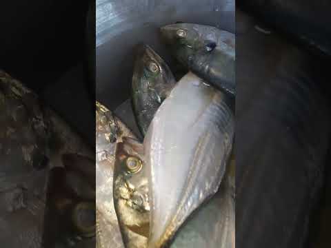 البابا حمو لاشين مشاهيراسماعليه لاشته سوبر