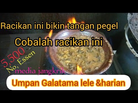 CARA MERACIK UMPAN JITU MEDIA JANGKRIK UNTUK GALATAMA LELE,/HARIAN