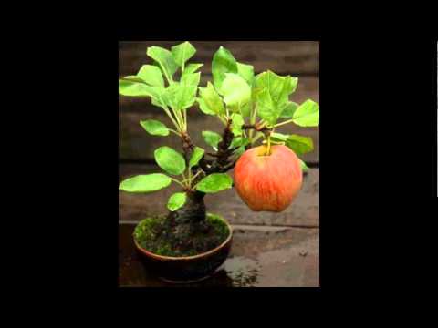 ჩემი სლაიდშოუ