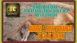 SAPI | Melahirkan di Bantu | Ayuh Kenali Tanda Dan Cara Melahirkan ...