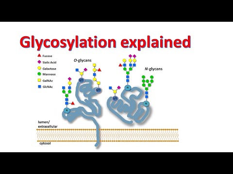 Video: Zijn geglycosyleerde eiwitten gevonden in het cytosol?