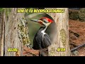 How To Repair Woodpecker Holes