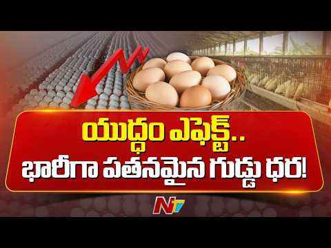 Egg Prices Drop as Iran–Israel–US War Halts Exports | NTV Telugu - NTVTELUGU