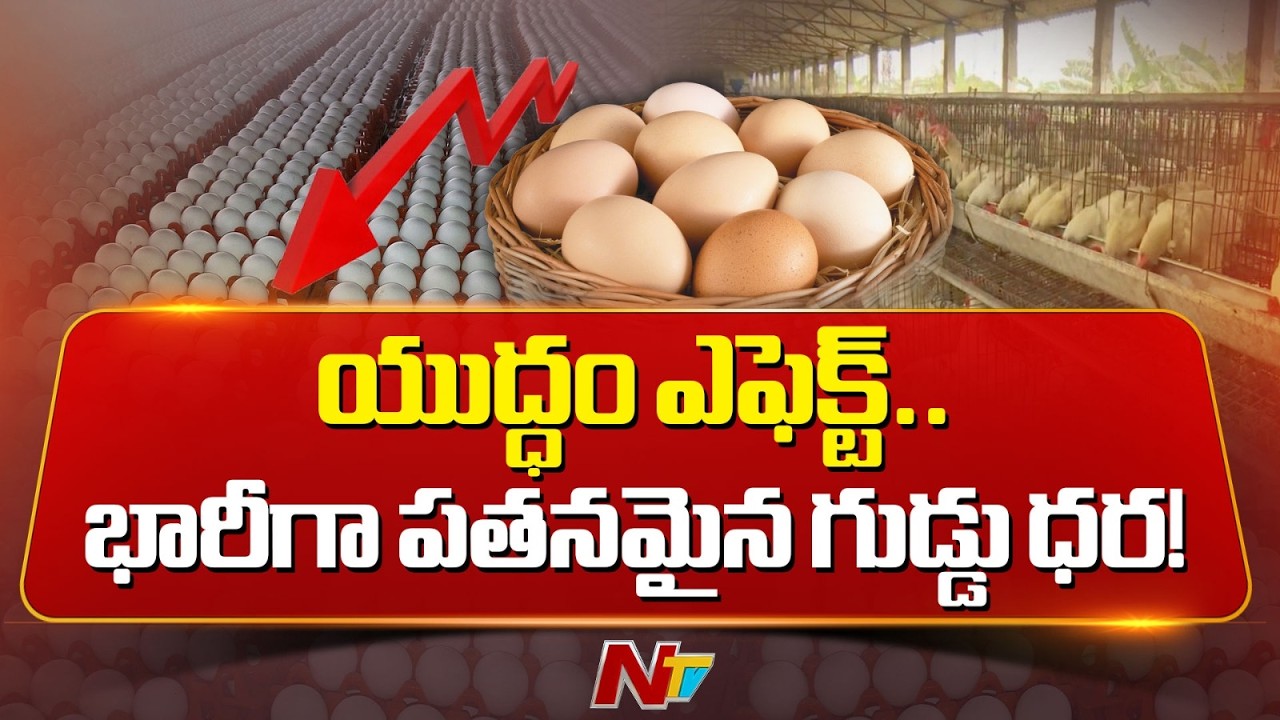 Egg Prices Drop as Iran–Israel–US War Halts Exports | NTV Telugu