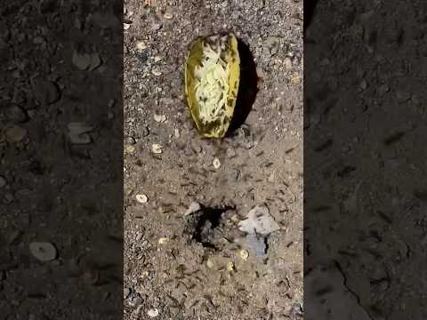 Will ants eat