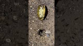 Will Ants Eat A Taco?