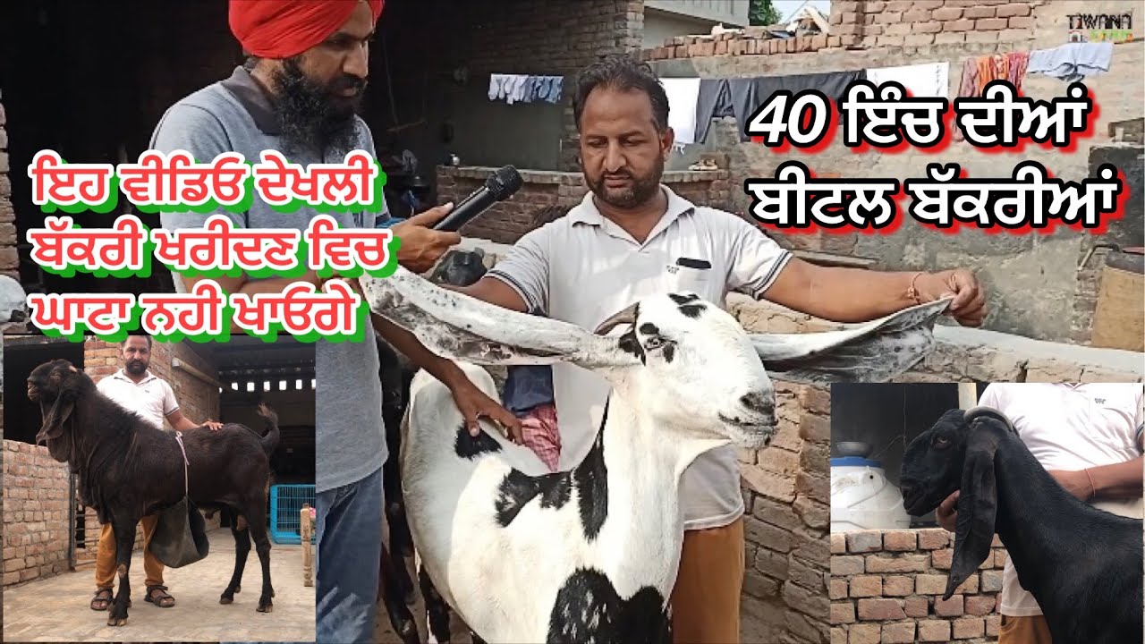 ਆ ਵੀਡਿਓ ਦੇਖਲੀ ਕਦੇ ਬੱਕਰੀ ਖਰੀਦਣ ਵਿਚ ਮਾਰ ਨਹੀ ਖਾਓਗੇ। 40 ਇੰਚ ਦੀਆਂ ਬੀਟਲ ਬੱਕਰੀਆਂ