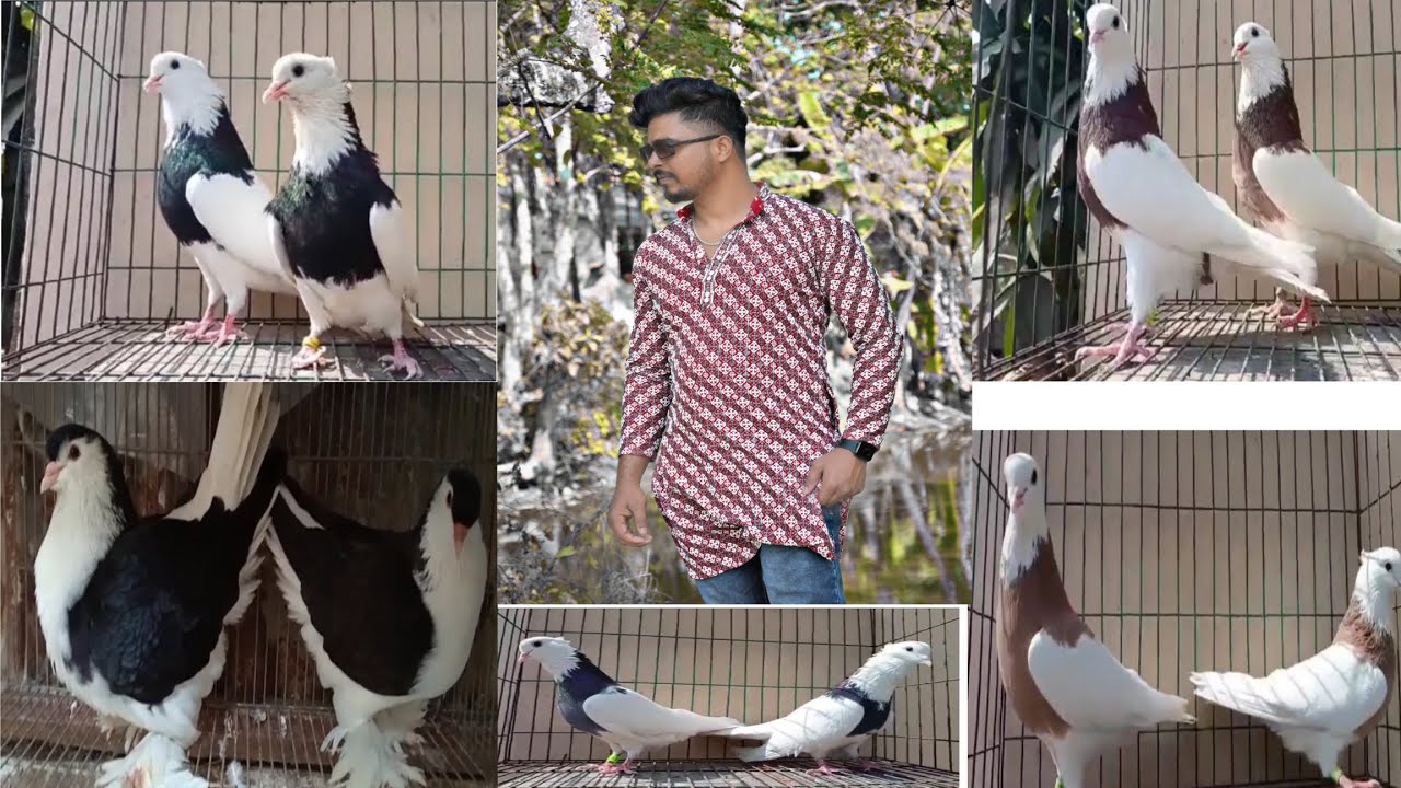 #fancy pigeon selling video in Indian #kobutor selling video in Indian #paira selling video